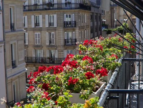 Las mejores plantas para un balcón